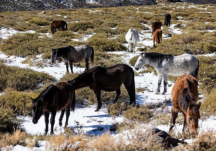 La manada de caballos en Sierra Nevada.