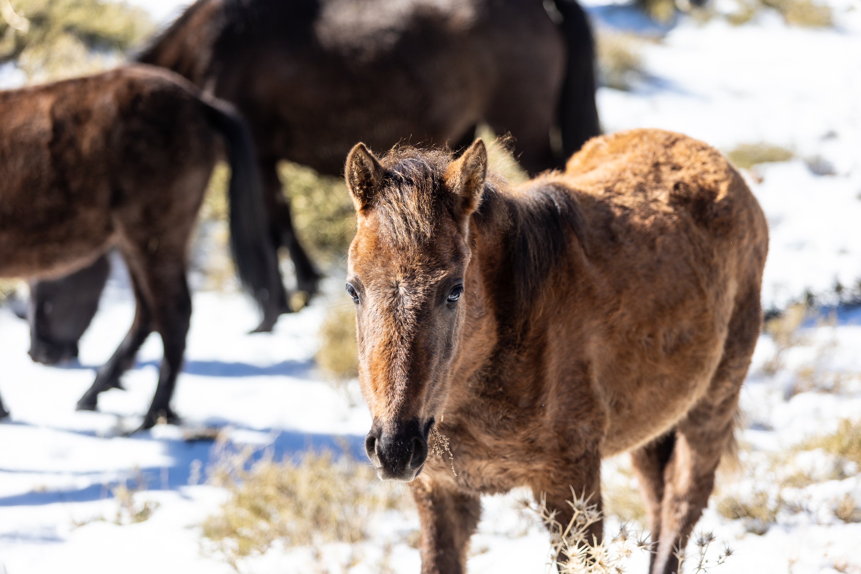 Las espectaculares imágenes de unos caballos en Sierra Nevada