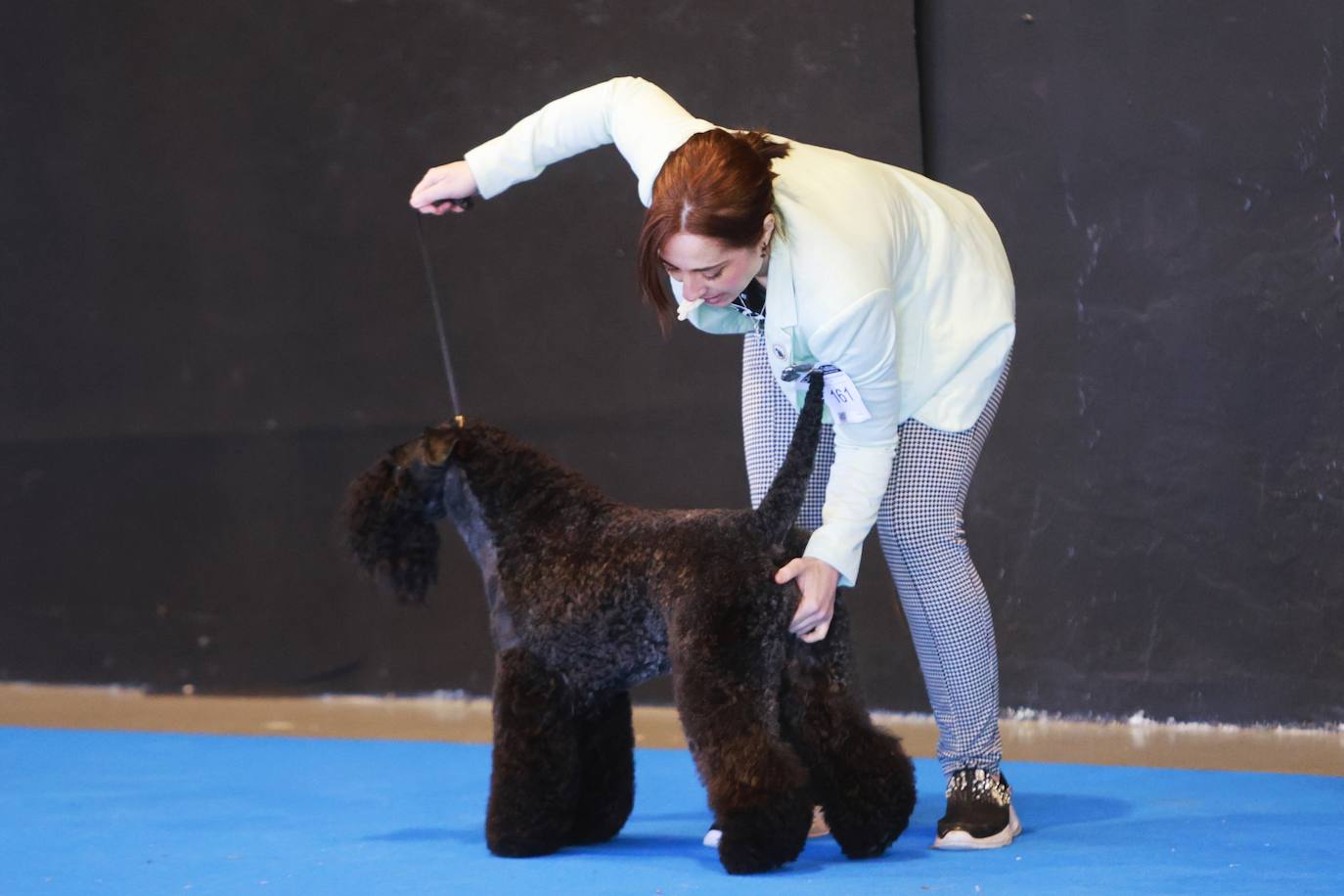 Las mejores fotos del concurso de la Exposición Internacional Canina en Armilla