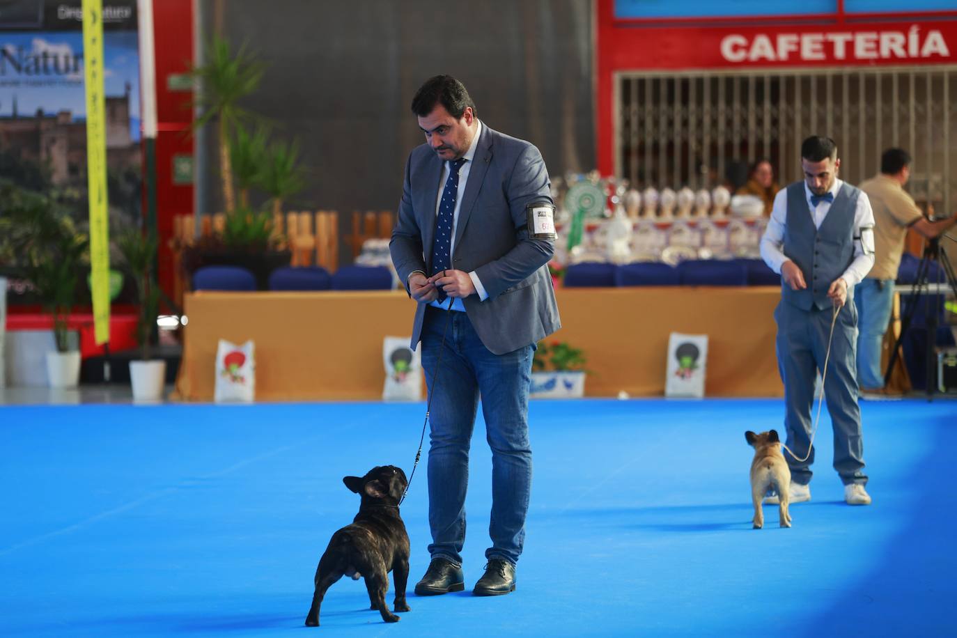 Las mejores fotos del concurso de la Exposición Internacional Canina en Armilla