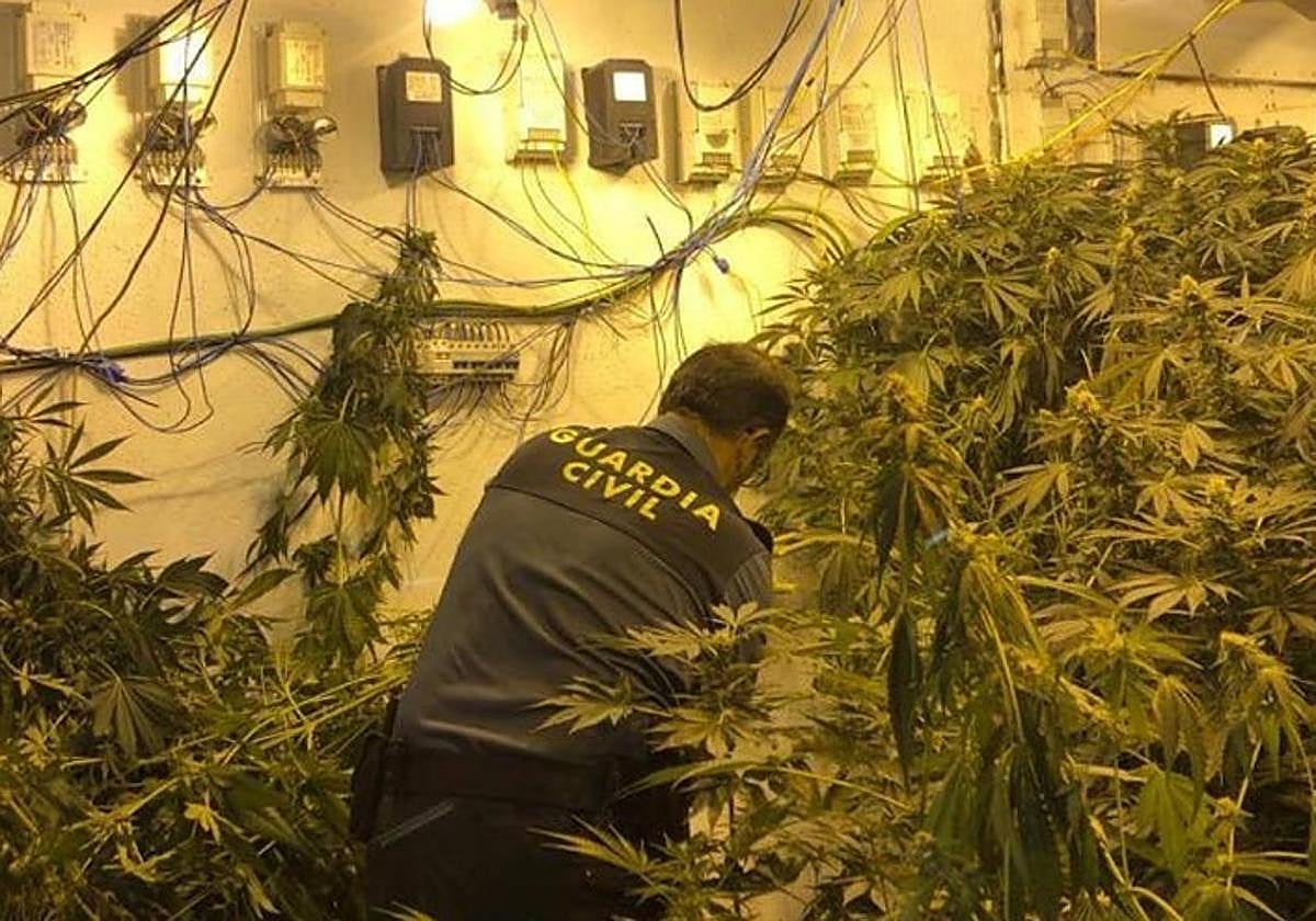 Operación de la Guardia Civil contra la marihuana en Granada.