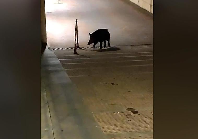 Un jabalí en los juzgados de La Caleta.