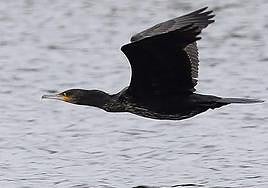 Ejemplar de Cormorán moñudo.