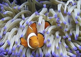 La Junta concede 9,6 millones en ayudas para financiar 50 proyectos de I+D en ciencias marinas