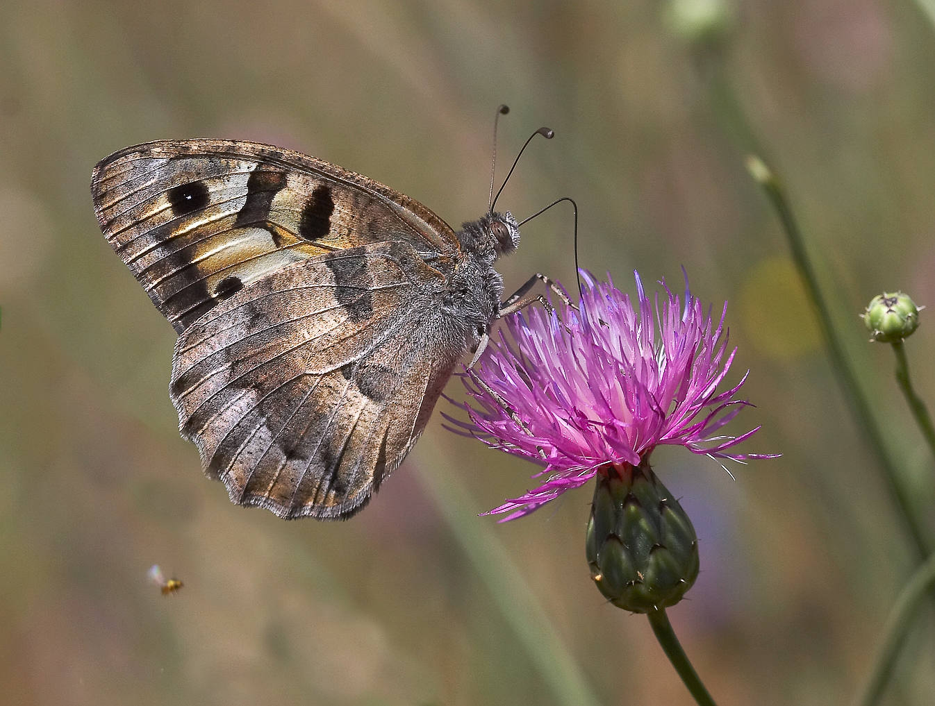 Imagen principal - Mariposa briseis, Catro ocelos y Niña de Sierra Nevada. 