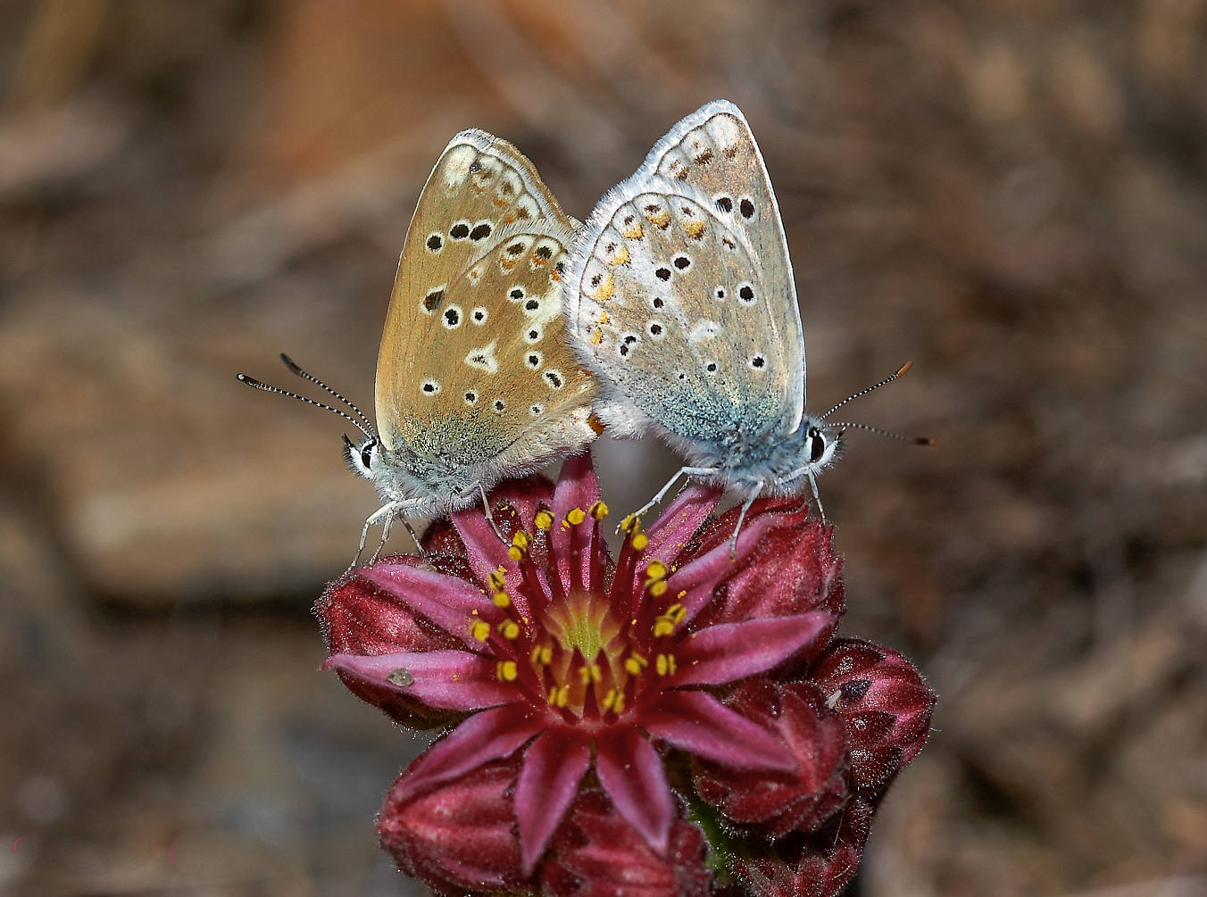 Imagen secundaria 2 - Mariposa briseis, Catro ocelos y Niña de Sierra Nevada. 