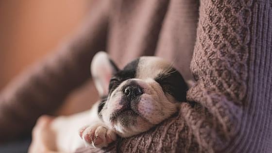 Adoptar cachorros: todo lo que debes saber para cuidar de un perro pequeño