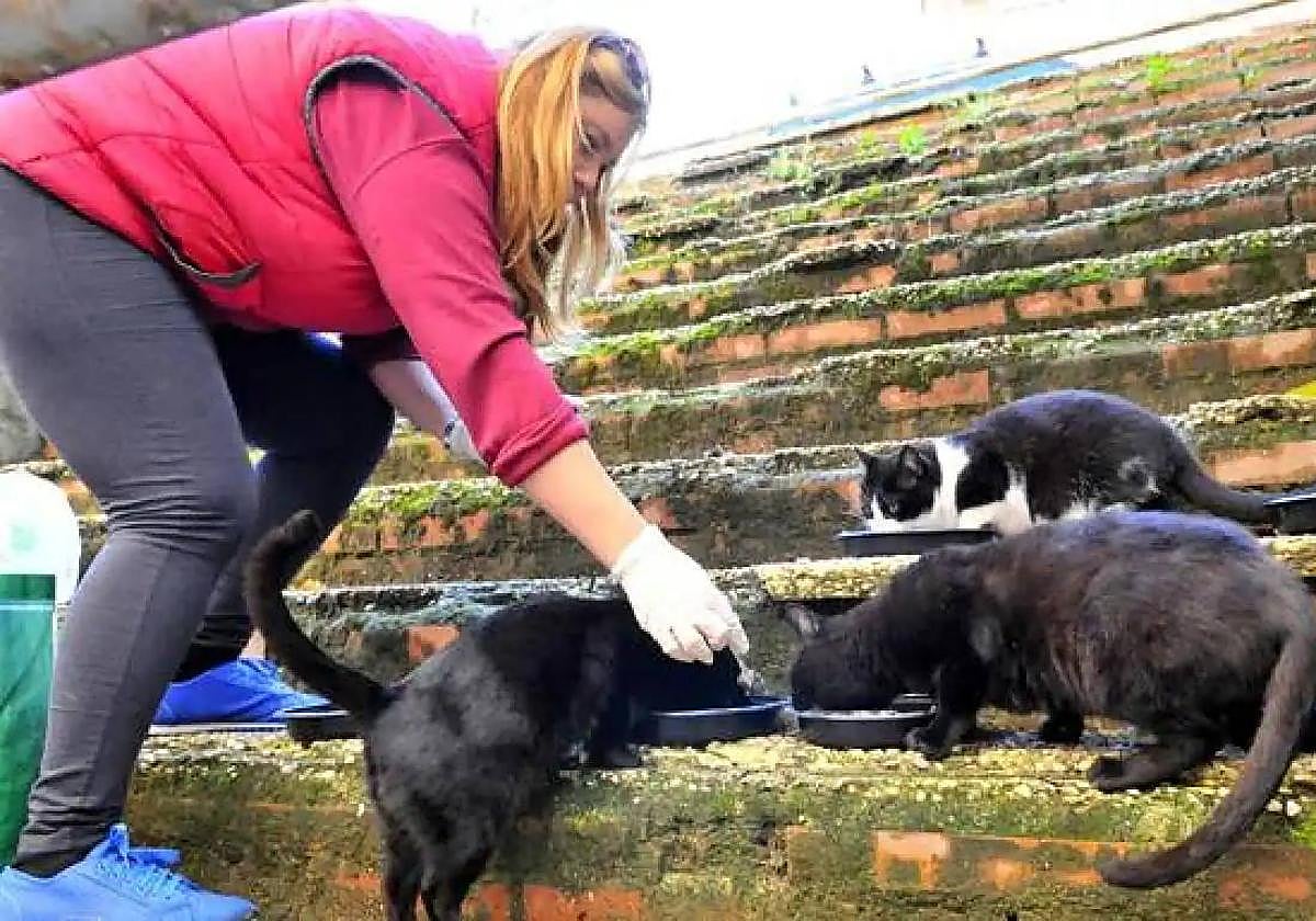 Petición para que la Diputación ayude a los ayuntamientos con las colonias felinas