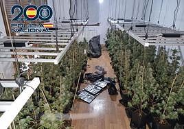 Cae una guardería de marihuana con más de 32 kilos de cogollos.