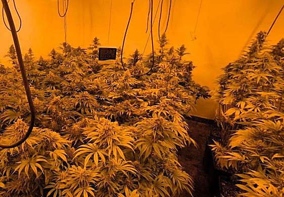 Imagen de la plantación de marihuana localizada en la aldea alcalaína de Ribera Baja.