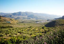 Paisaje del olivar en la comarca de Sierra Mágina.