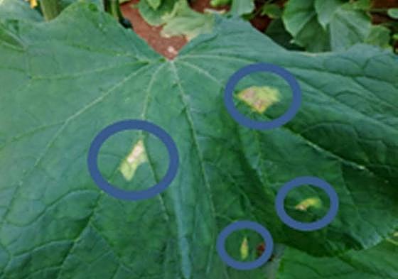 Vellsam avanza en la mejora de las defensas de las plantas frente a virosis y patógenos