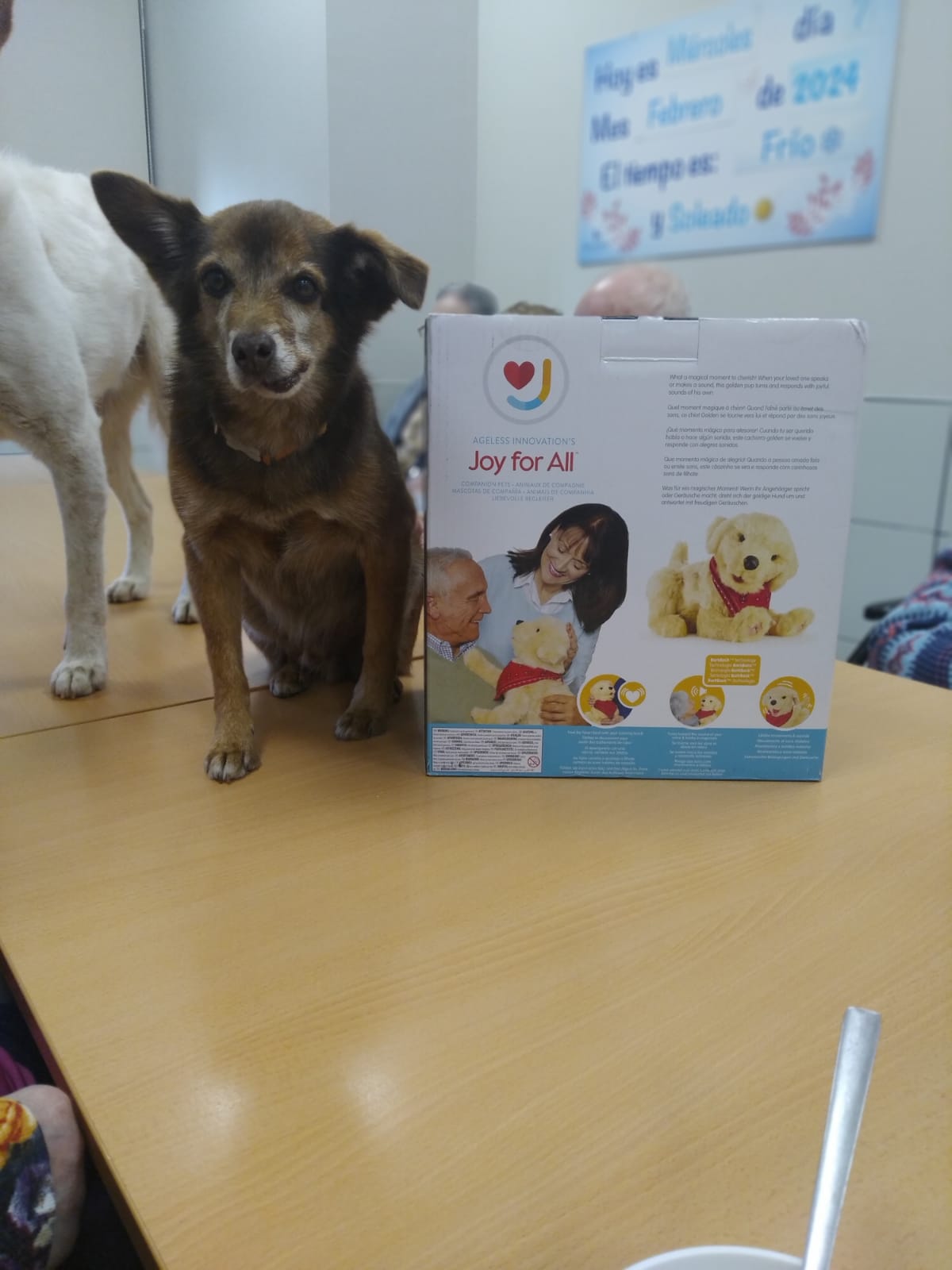 Padi, perro terapéutico.