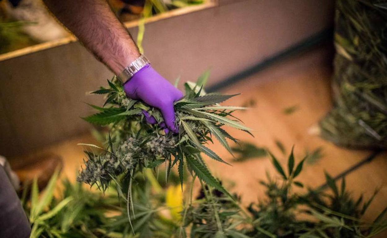 Tres años de cárcel por un cultivo de marihuana hallado a raíz de un tiroteo en Gádor