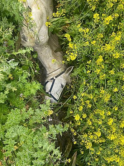 El caballo, atrapado en la zanja.