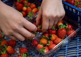 La forma correcta de lavar y desinfectar las fresas