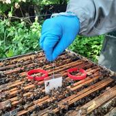 Pulseras de silicona en las colmenas para detectar la contaminación ambiental