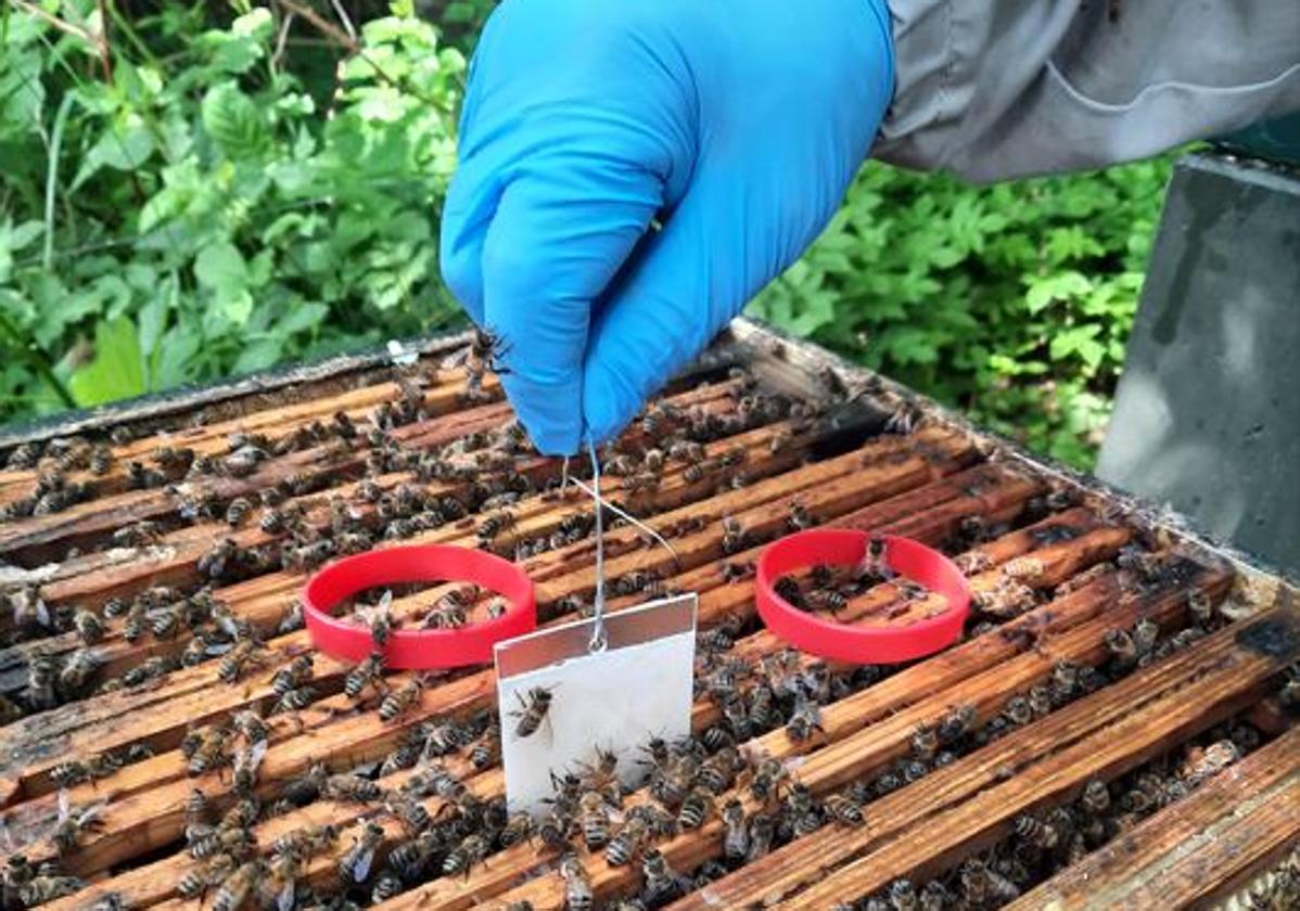 Pulseras de silicona en las colmenas para detectar la contaminación ambiental