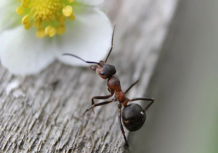 Alerta de expertos en plagas por la invasión de la 'hormiga loca' en Andalucía