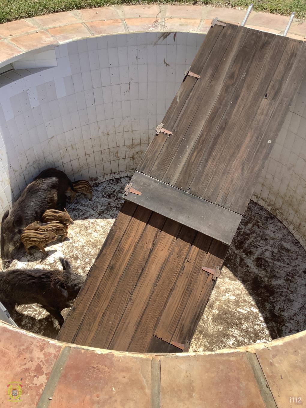 La misión de rescatar con vida una piara de jabalíes en La Herradura