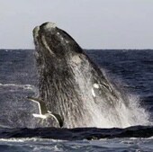 Imagen de archivo de una ballena Franca.