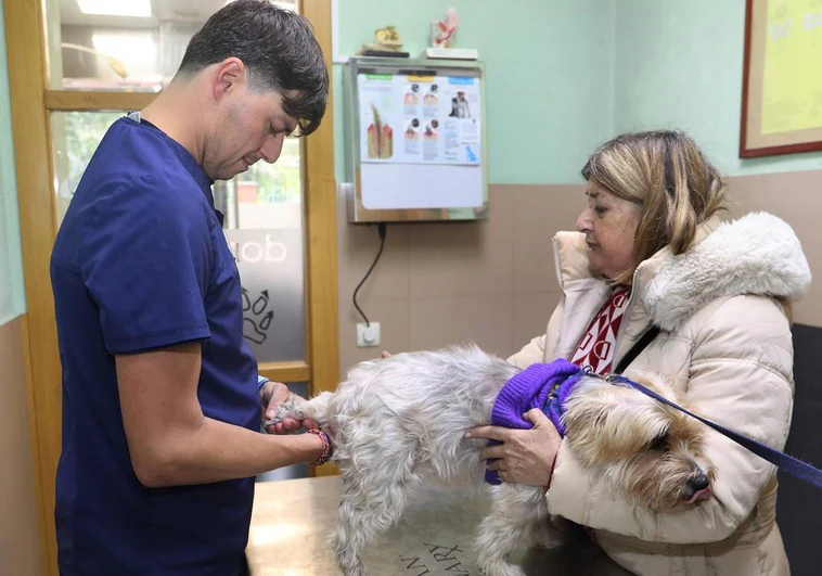 Cómo obtener la ayuda del Gobierno para no pagar el veterinario por tu mascota