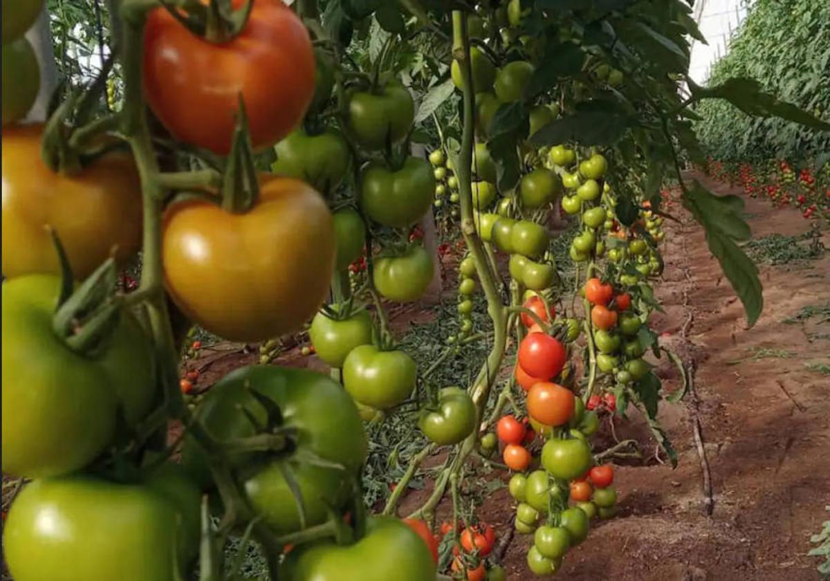 Los nuevos agricultores y jóvenes se quedan sin cobertura de virosis para los cultivos bajo plástico