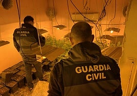 Marihuna hallada en la operación