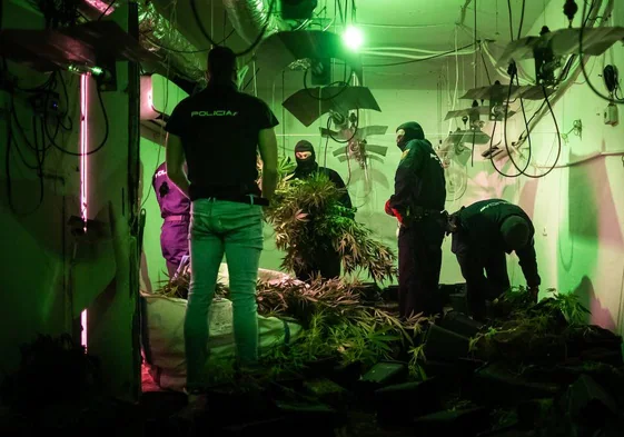 Agentes de la Policía Nacional cortan las plantas encontradas en una vivienda de Granada.