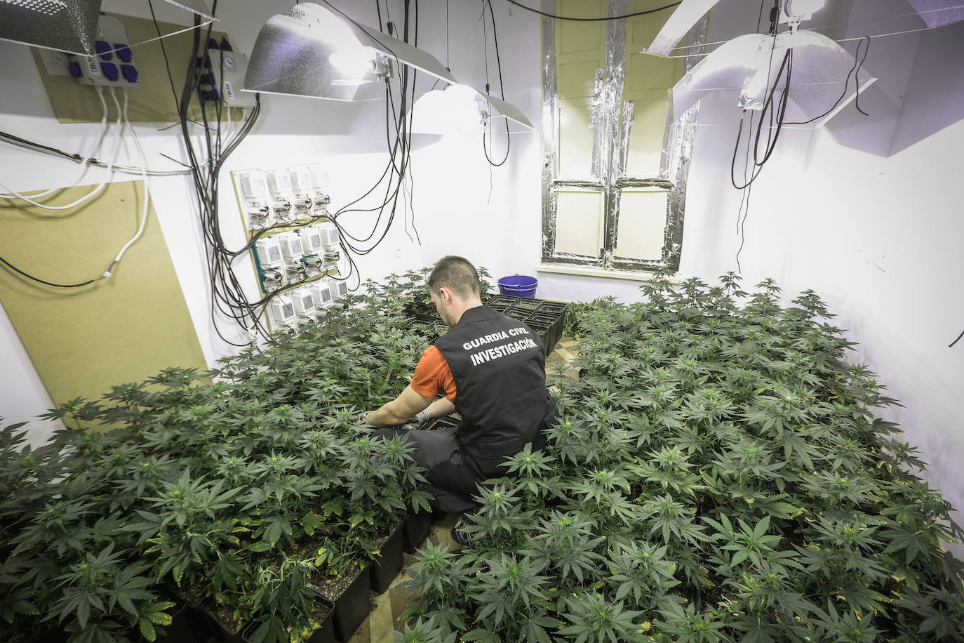 Una plantación de marihuana, intervenida en Santa Fe.