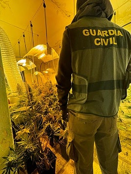 La Guardia Civil desarticula tres centros de producción de marihuana en Villanueva de Mesía