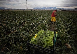 Un cultivo de bimis en la vega de Granada.