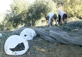 Los resultados de la EPA incluyen los datos del mes de enero con la campaña de aceituna aún activa.
