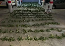 Plantas incautadas por la Policía Local de Armilla.