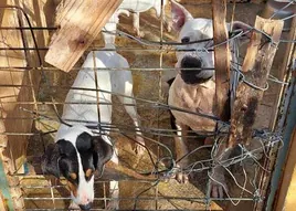 Nueva denuncia sobre la situación de los animales en la perrera de Motril