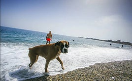 Playa perruna de archivo.