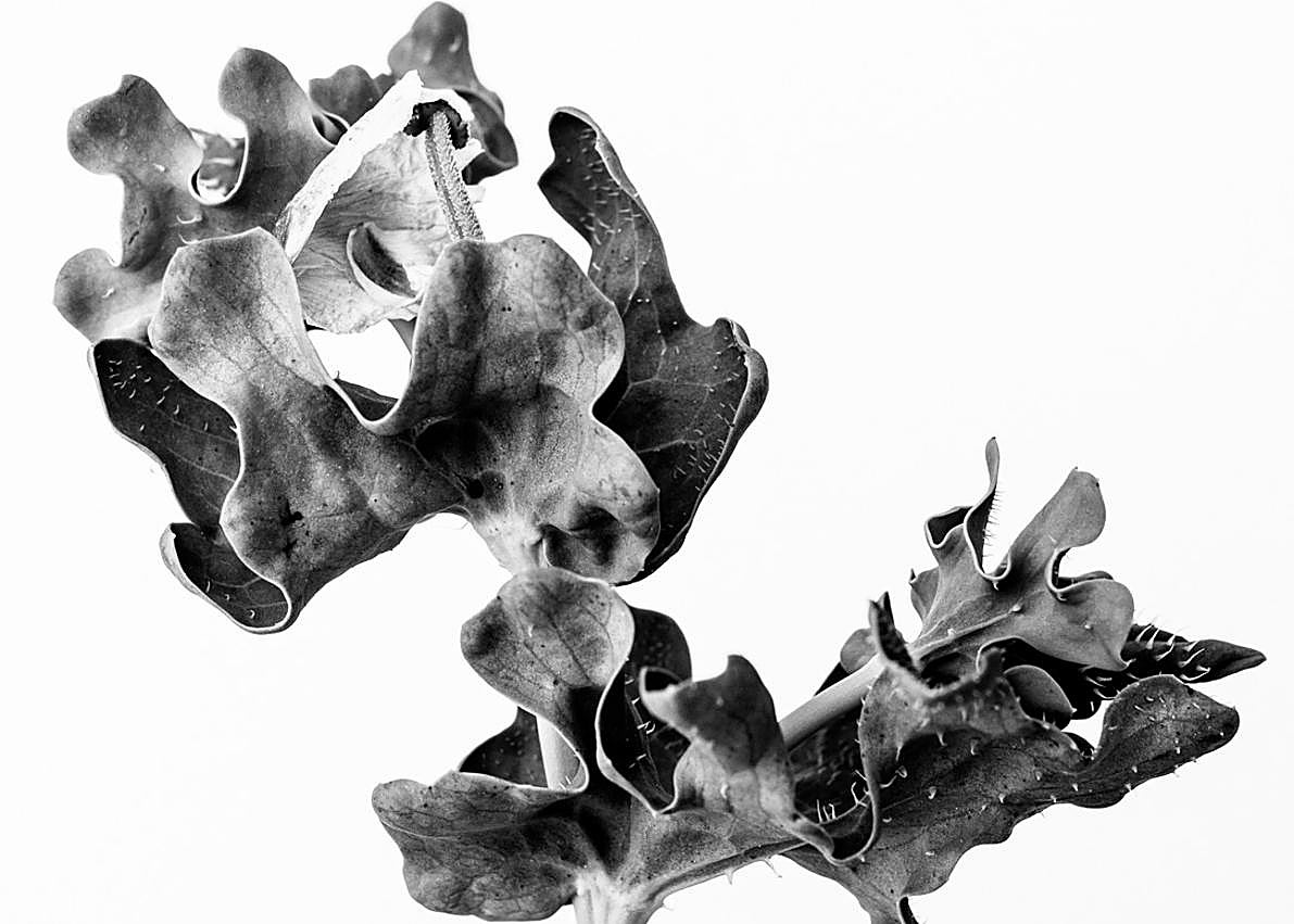 Imagen secundaria 1 - Kalanchoe beharensis / Modelismo de indumentaria.