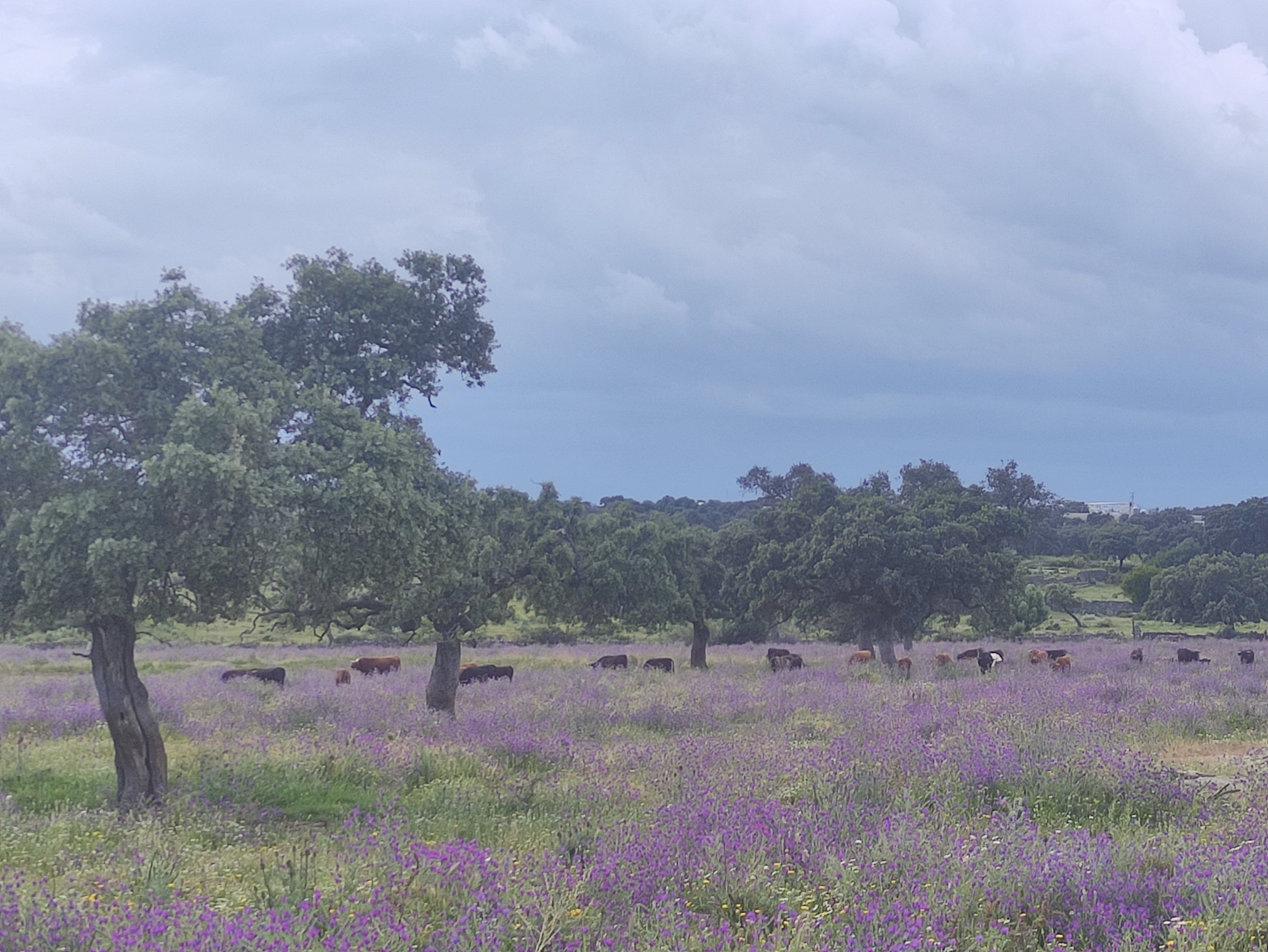 Finca con ganadería de reses bravas en una dehesa de la sierra en la provincia de Sevilla.
