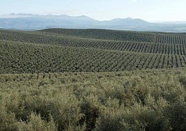 El pasado 29 de mayo, el presidente de Diputación, Paco Reyes, anunció la retirada de la candidatura.