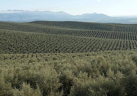 El pasado 29 de mayo, el presidente de Diputación, Paco Reyes, anunció la retirada de la candidatura.