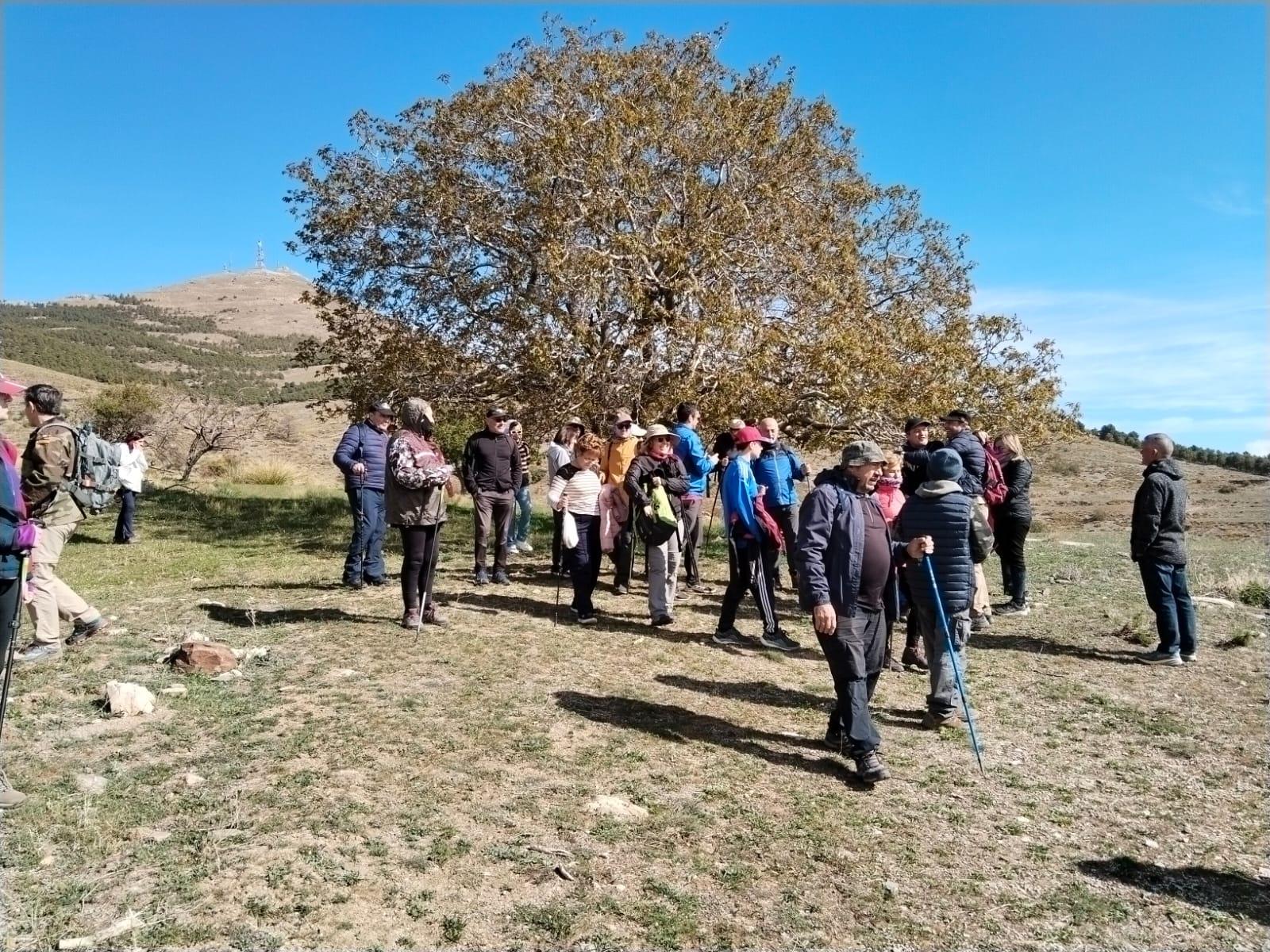 La ruta de los cerezos de Velefique, magia en Los Filabres