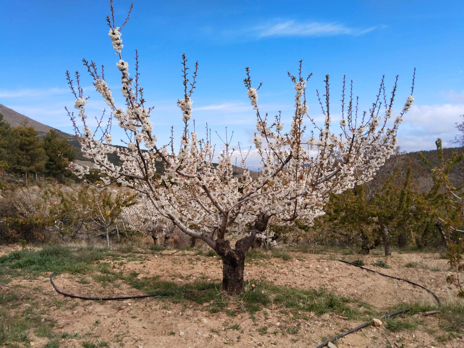 La ruta de los cerezos de Velefique, magia en Los Filabres