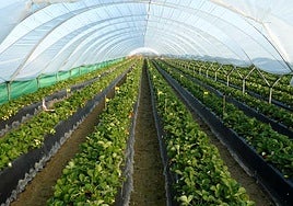 Almería es una de las más exportadoras del país pero con un mayor riesgo competitivo