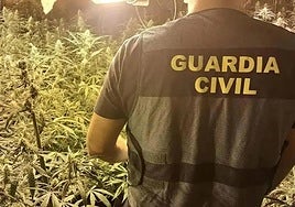 Plantación de marihuana en imagen de archivo.