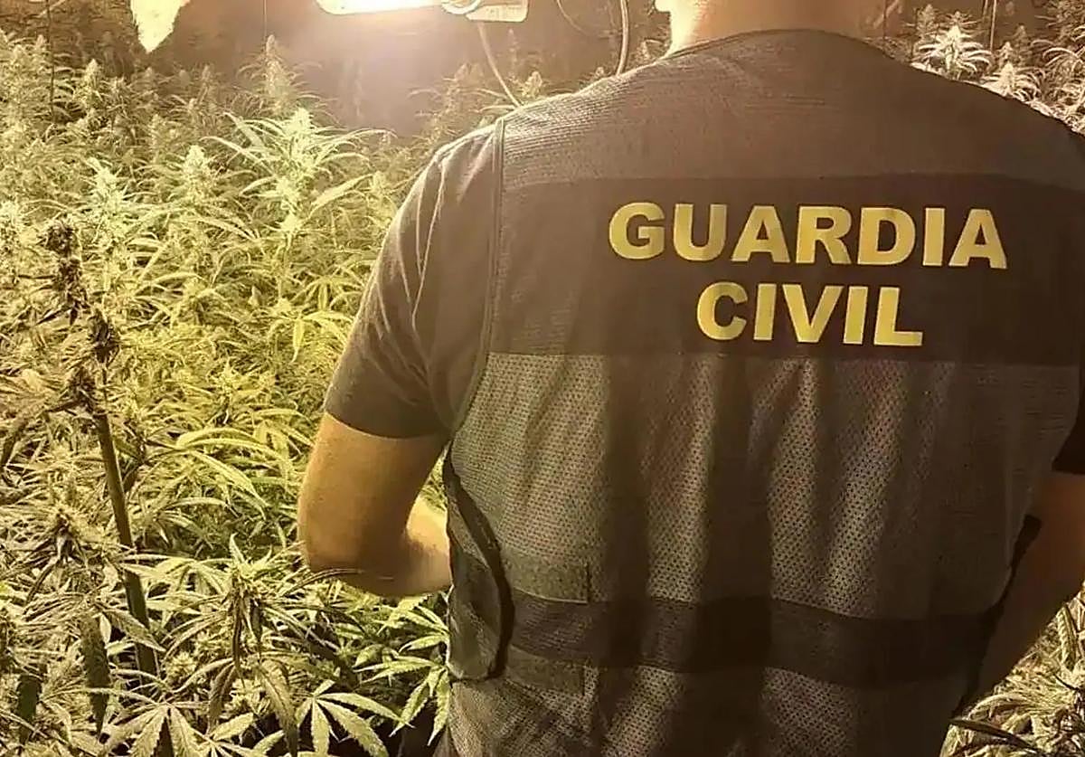 Plantación de marihuana en imagen de archivo.