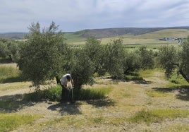 Un investigador hace prácticas experimentales en una finca que forma parte del proyecto europeo Soil O-Live.