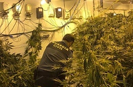 La Guardia Civil desarticula siete centros de producción de marihuana en pueblos de Granada