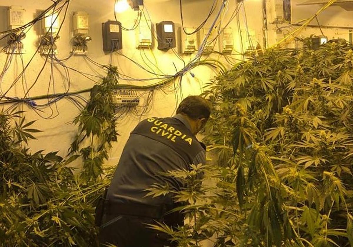 La Guardia Civil desarticula siete centros de producción de marihuana en pueblos de Granada