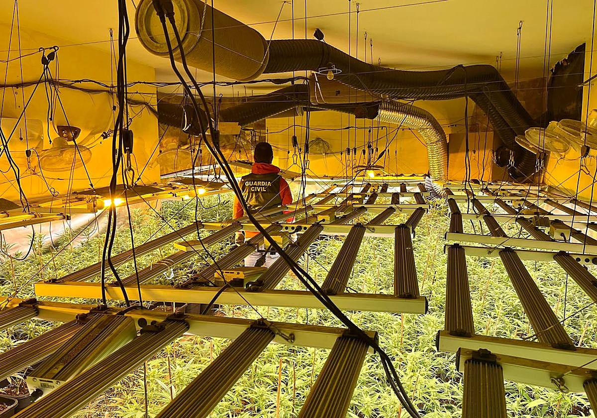 Marihuana encontrada en la operación llevada a cabo en Alhendín y Churriana