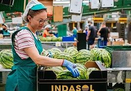 Indasol, especialista en sandía, manipulará esta campaña cerca de 40 millones de kilos